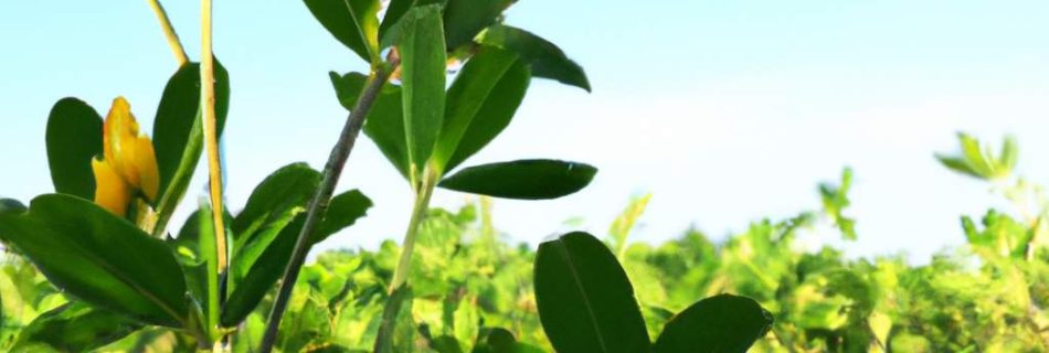 decouvrez-le-secret-bien-garde-de-lorigine-de-la-cacahuete