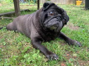 Chien sur herbe