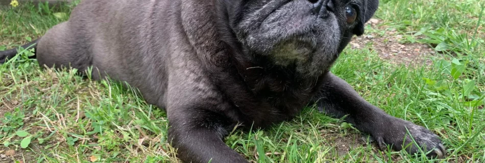 Chien sur herbe