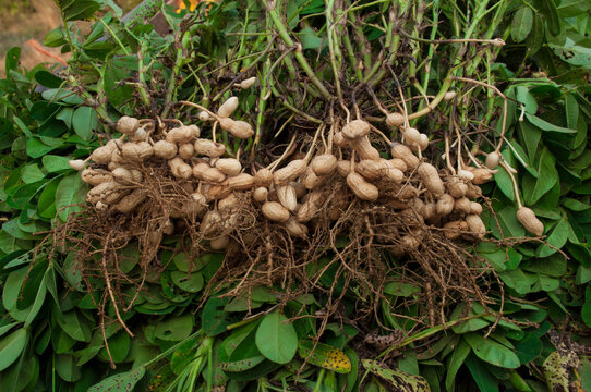 pousses cacahuètes