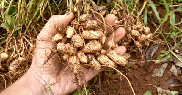 cacahuète pousses
