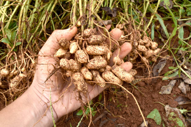 cacahuète pousses