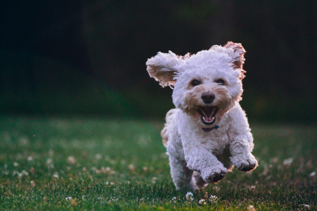 chien heureux